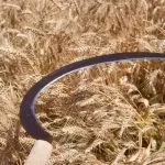 Agriculture - Sickle