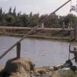 Agriculture - Shaduf