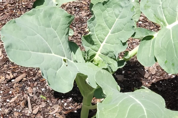 Broccoli Plant