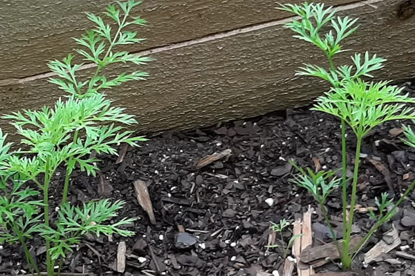 Carrot Plants