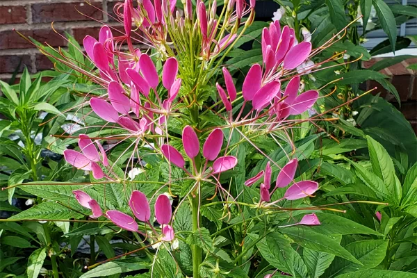 Cleome