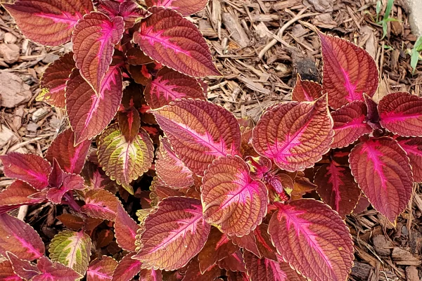 Red Coleus