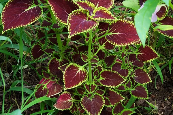 Coleus