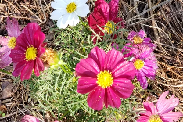 Colorful Cosmos