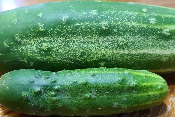Cucumbers
