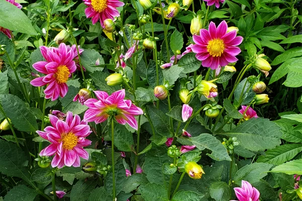 Dahlia-Garden Festival