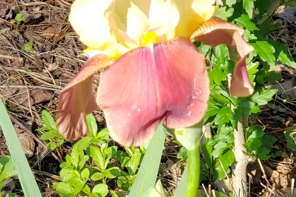 Fall Fiesta Bearded Iris