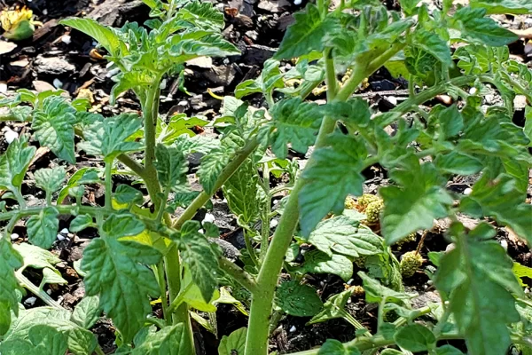 Tomato Plant