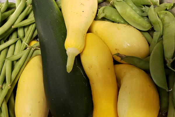 Squash-Zucchini