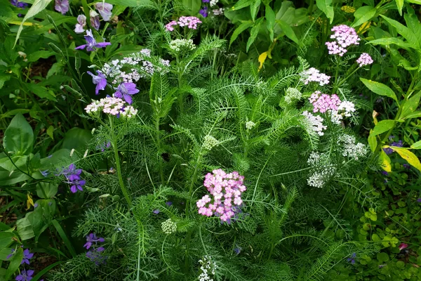 Yarrow