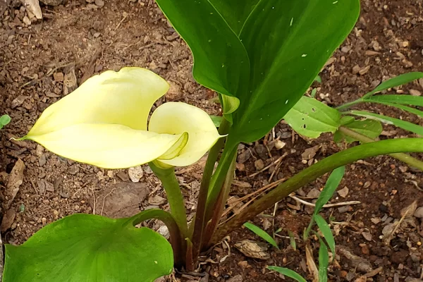 Yellow Canna Lily