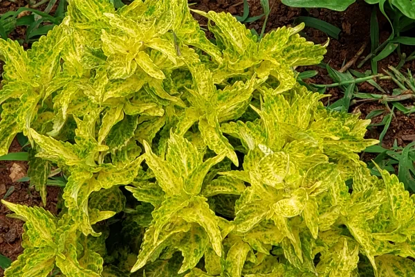 Yellow Coleus