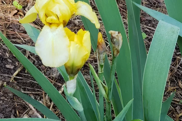 Yellow Bearded Iris
