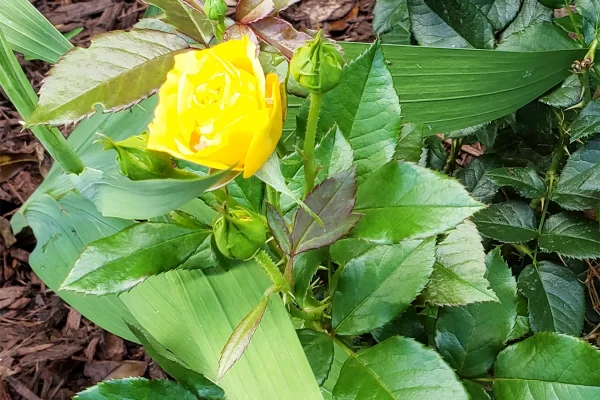 Yellow Rose