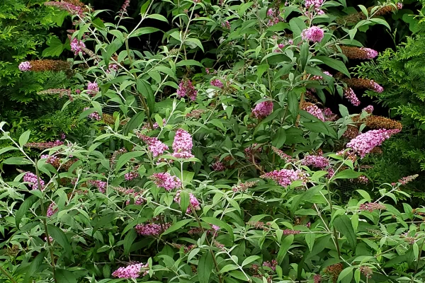 Butterfly Bush