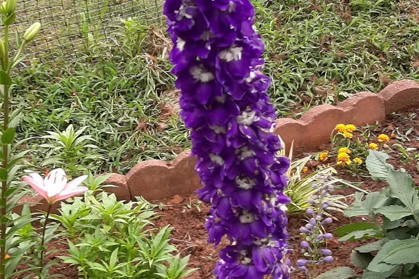 Giant Purple Delphinium
