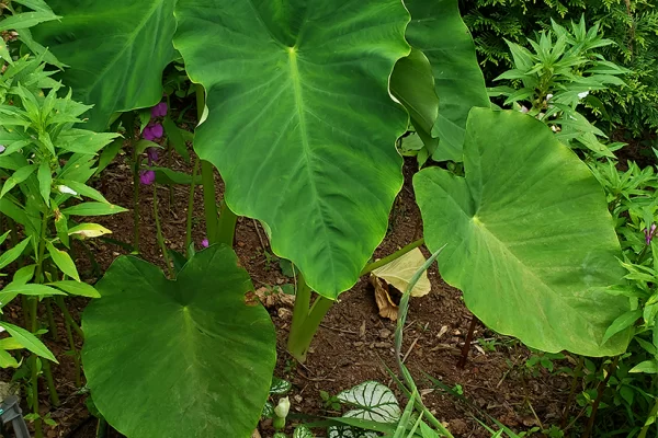 Elephant Ears