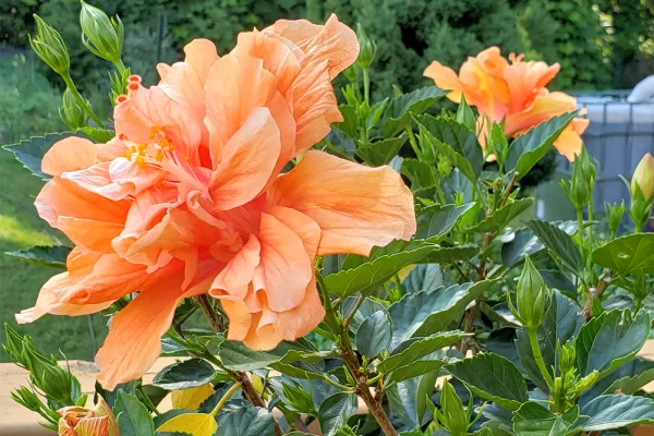 Orange Hibiscus