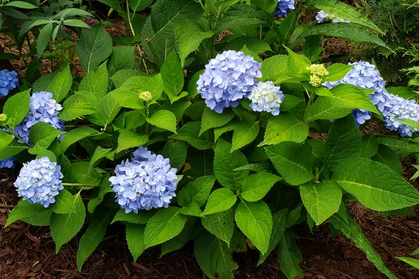 Blue Hydrangea